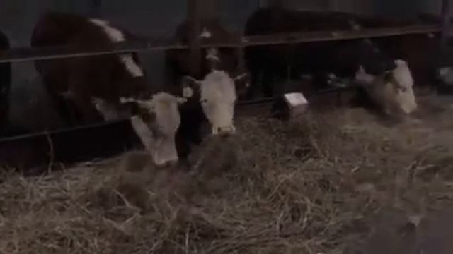 Супер тёлки с откорма порода канадский герефорд и сементал