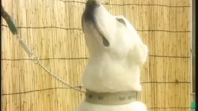 туркменский волкодав.480.mp4