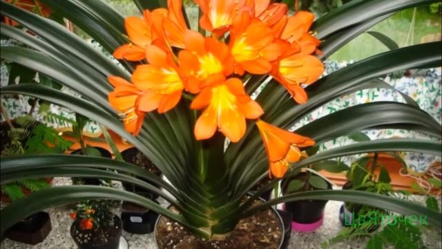 Кливия уход в домашних условиях смотреть онлайн