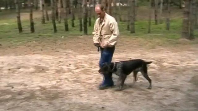 Команда "Лежать" из движения смотреть онлайн