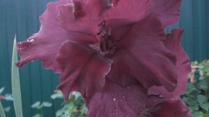 Гладиолусы