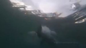 Цивилизация дельфинов. Шокирующие гипотезы (Кровь за разум)