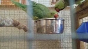 Попугаи КУПАЮТСЯ.  Ожереловый попугай . Как помыть попугая . parrot . bird