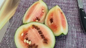 Выращивание арбуза на окне зимой. Пробуем свой арбуз. Арбуз шуга бейби.