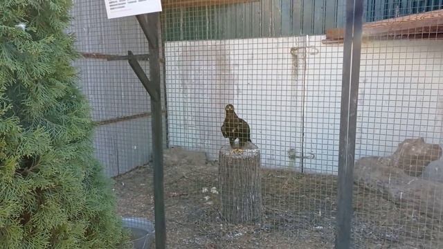 МОРЕ ЭМОЦИЙ/СХОДИЛИ В ЗООПАРК/ПОКОРМИЛИ ЖИВОТНЫХ/ ПРОГУЛКА НА ЛОШАДИ/ПИКНИК НА ДАЧЕ/НАСЫЩЕННЫЙ ВЛОГ смотреть онлайн