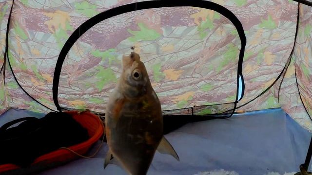 ЭТОТ КАРАСЬ РВЁТ ЛЕСКУ | ЛОВЛЯ КАРАСЯ ЗИМОЙ В ГЛУХОЗИМЬЕ НА МОРМЫШКУ