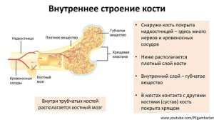 9. Строение кости (8 класс) - биология, подготовка к ЕГЭ и ОГЭ 2020