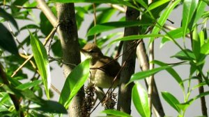Голоса птиц - Пересмешка зеленая, Icterine Warbler Song