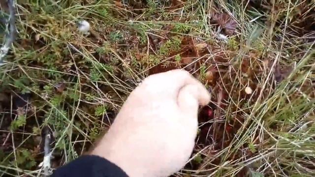 Валерій Шпичка Сезонная работа в Финляндии. Сбор лесной ягоды. смотреть онлайн