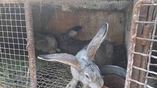 Сельские новости //Жизнь в деревне !!!