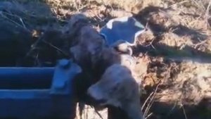 ВСПАШКА ПОЛЯ С ВЫСОКОЙ ТРАВОЙ