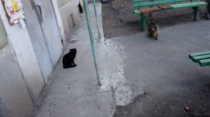 Теплые коты (Флер) на гитаре