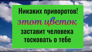 Никаких приворотов! Этот цветок заставит человека тосковать о тебе