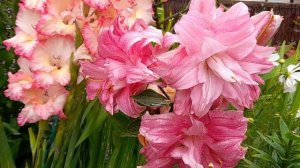 Gomera Lilies And Lotus Queen Lilies Beautiful Blooms