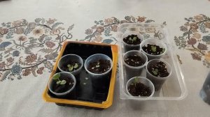 Как ухаживать за петунией, чтобы она обильно цвела и была пышной.