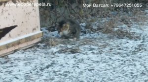 Рабочий день перепеловода, у меня нет МЫШЕЙ и не будет.!!!