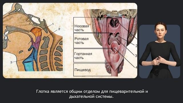 Дыхательная система
