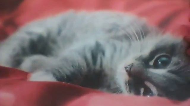 Как сделать паспорт