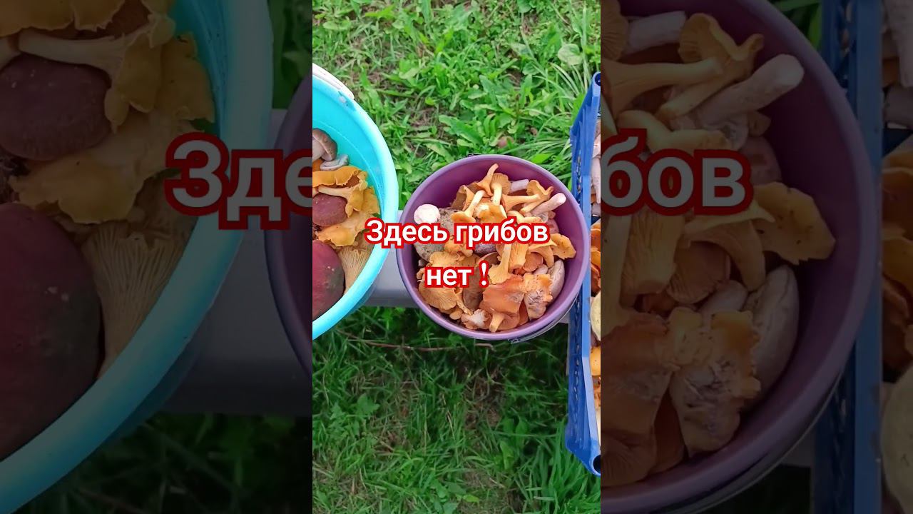 Грибов тут нет! смотреть онлайн