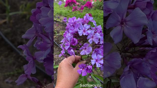 Редкий флокс Фиосин смотреть онлайн