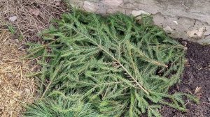 Как ПРАВИЛЬНО УКРЫТЬ КЛЕМАТИСЫ на зиму!