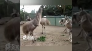 ДРАКИ С КЕНГУРУ