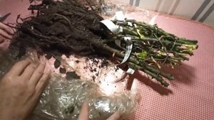 Мишкины Розы! Распаковка посылки с розами, и запаковка её обратно!???