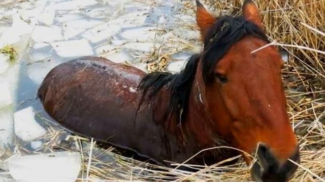 Лошадь тонула в ледяной трясине, только посмотрите кто пришёл ей на помощь смотреть онлайн