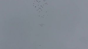 Николаевские высоколетные безкружные голуби