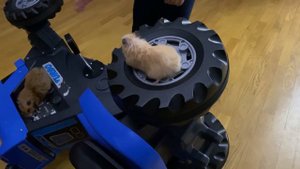 МАЛЫШ ИГРАЕТ С ХОМЯКОМ #babyplayingwithhamster #pet #hamster