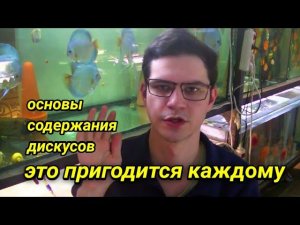 Дискусы - основы содержания, кормления и лечения