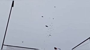 Николаевские Голуби. Уч. Лысенко. В. В. ( п. Сандата ). Шафоростов. А. ( п. Целина, БИЗОН ). 2022.г