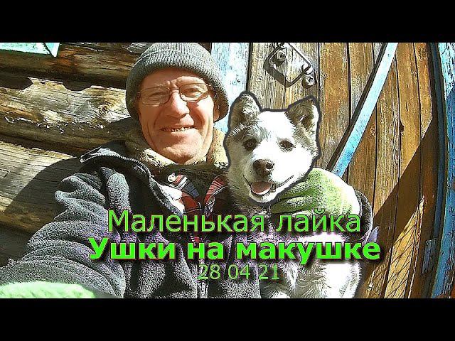 Маленькая лайка Ушки на макушке 28 04 21