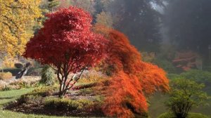 КРАСНЫЙ КЛЕН В ЛАНДШАФТНОМ ДИЗАЙНЕ / ВСЕГДА К МЕСТУ И КРАСИВ / red maple in the garden ?
