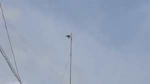 Ворона учит птенца летать. the crow teaches the chick to fly