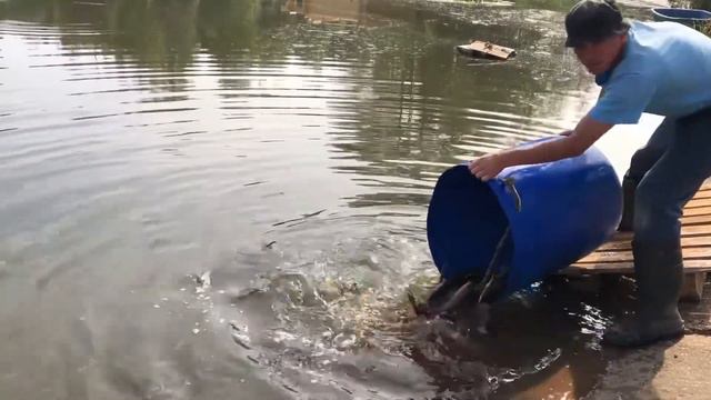 Зарыбление Осетром. Рыбалка. Вкусная рыба смотреть онлайн