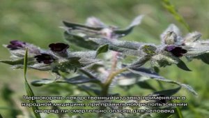 Чернокорень против мышей