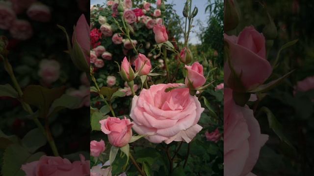 Роза Грандифлора сорт "Королева Елизавета" (Rose Grandiflora "Queen Elizabeth") (Lammerts, США,1954)