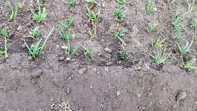 Посеяла капусту на рассаду.Сварила корот. смотреть онлайн