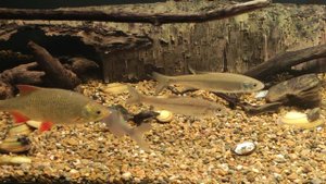 Дикий Елец в аквариуме «1»
