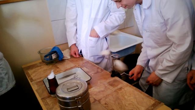 Эксперимент по патофизиологии