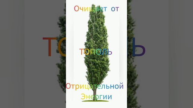 Обнимайте эти деревья они помогут с наполнением энергии и материального благополучия.  Запоминайте !