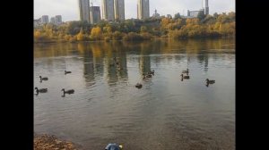 Детская песенка   Осень в лесу    Осень, осень, осень, снова к нам пришла