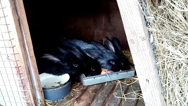 Кролики породы французский баран. Содержание и уход. смотреть онлайн