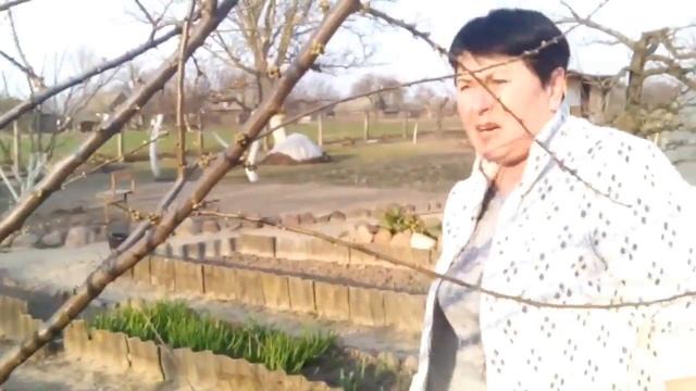 Обрезка гибридной алычи смотреть онлайн