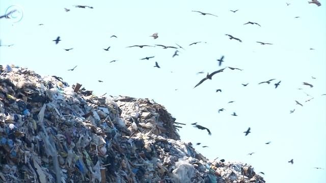 В Новосибирске загорелась мусорная свалка за Хилокским рынком смотреть онлайн