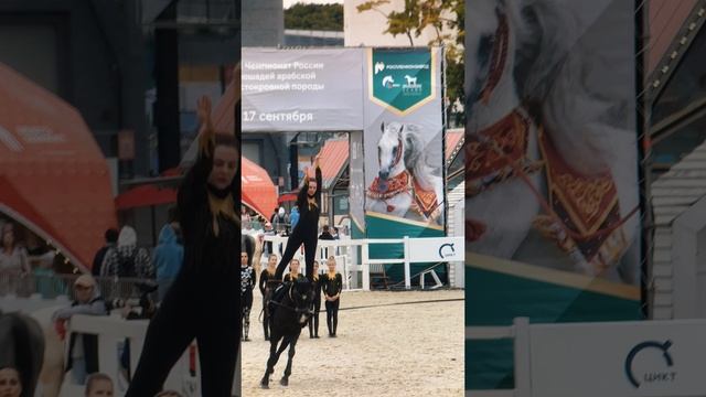 ReelsBanda: рилс для агентства 2А со Всероссийской племенной выставки лошадей ахалтекинской породы