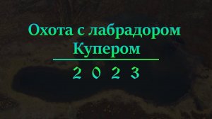 Охота с лабрадором Купером 2023