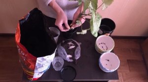Сингониум / Пересадка / Комнатные растения