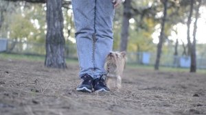 Amazing Dog Tricks by Yorkshire Terrier Fil 6 years